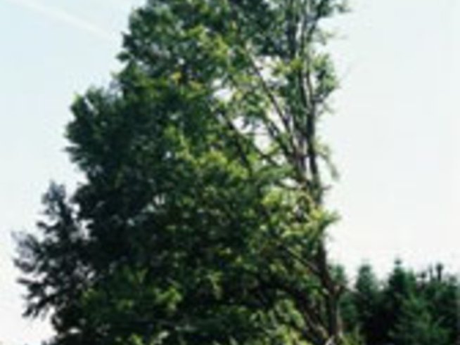 Десетте стъпки за запазването на българската гора