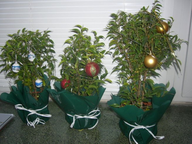 Снимка: Вергиния Генова