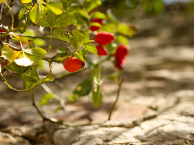 Снимка: Sxc.hu