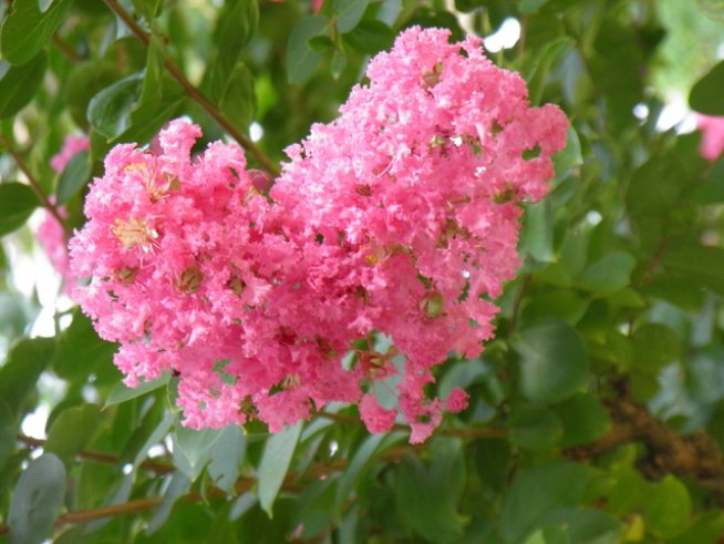 Снимка: Вергиния Генова