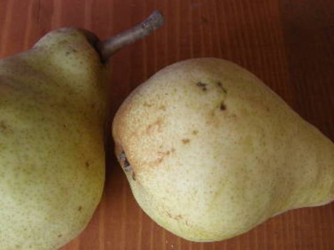 Крушата – вкусна, сочна и желана