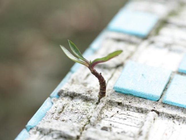 Снимка: pexels