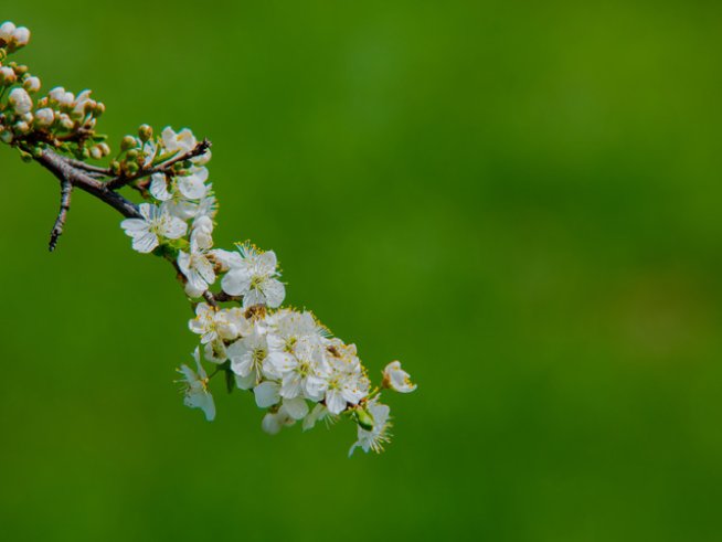 Снимка: freeimages.com