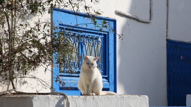 Какво означава, ако срещнете бяла котка?.Снимка: istock