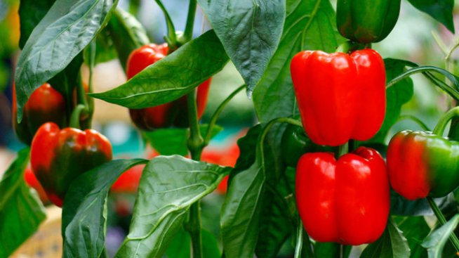 Как да си отгледате домашни чушки? Снимка: istock