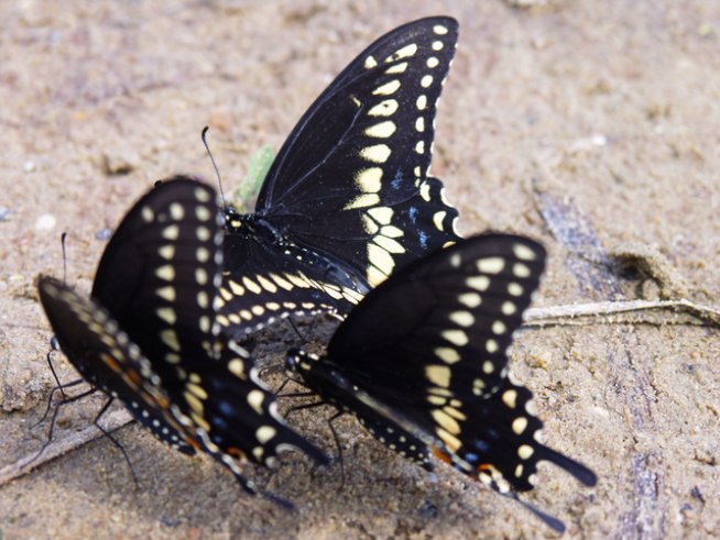 Снимка: istock