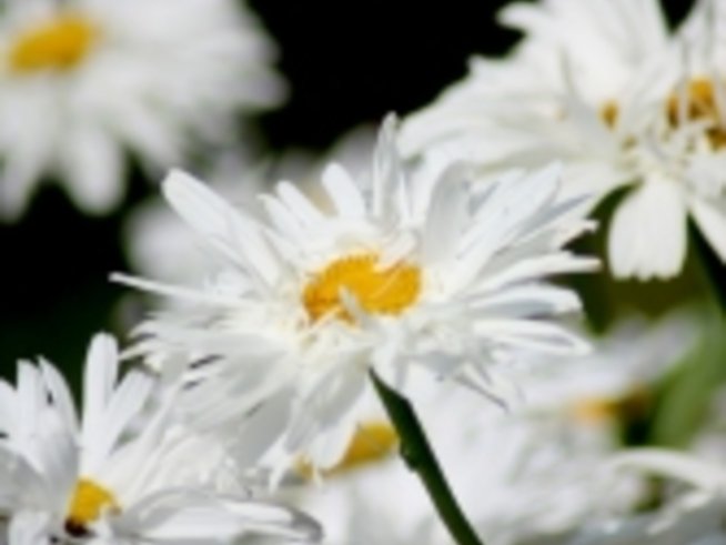 Каквито цветя харесваш - такава си