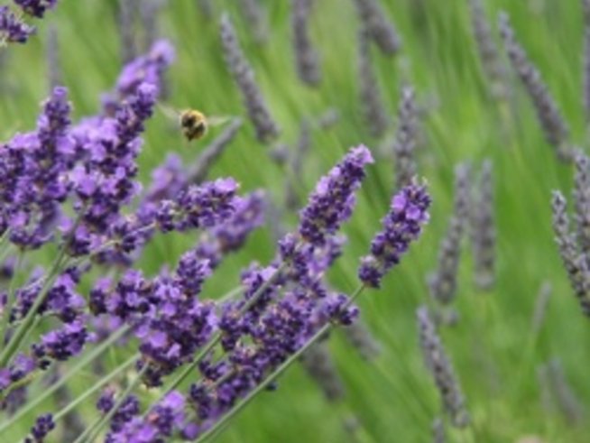 Рецепта за домашен екодезинфектант