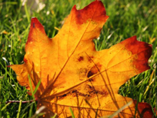 Есенно утро