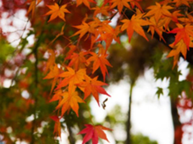 Спасителят Боби