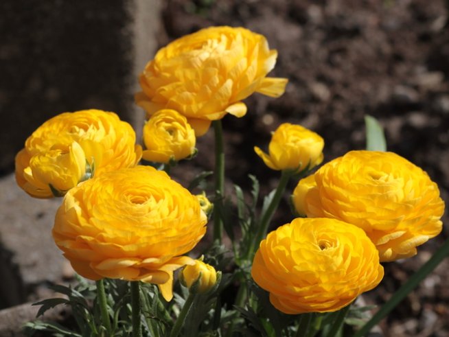 Снимка: Wikimedia Commons