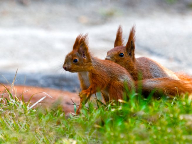 Снимка: istock