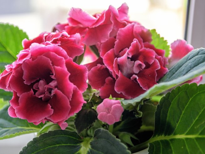 Снимка: istock