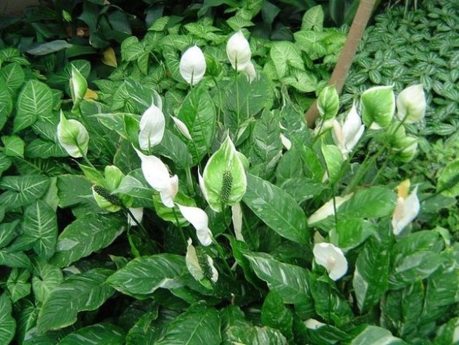 Снимка: blog.elegantz.bg