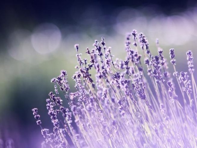 Снимка: pixabay