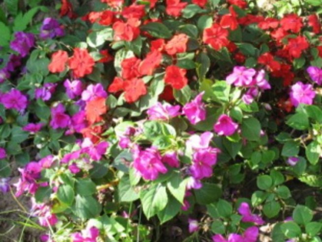 Безплатни цветя за засаждане раздават в Пловдив