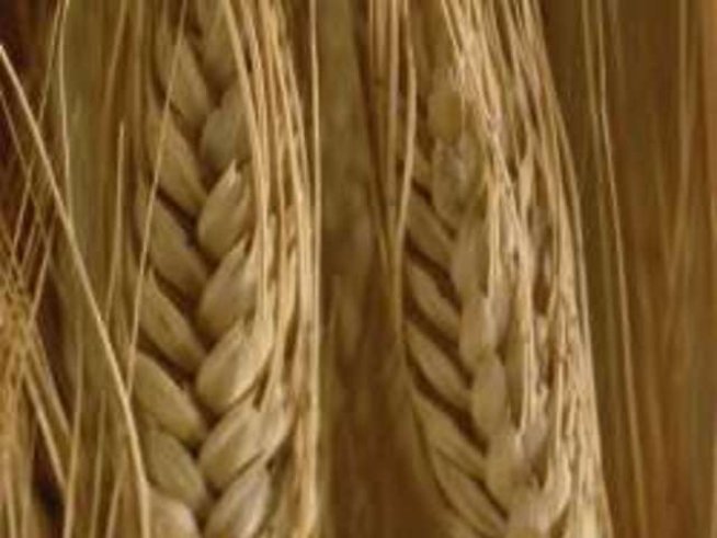 Как да се предпазим от опасната бактерия E.coli?