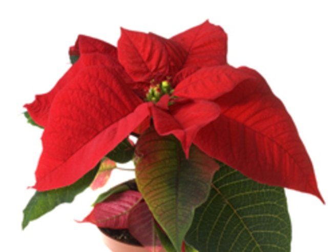 Саксийните цветя в офиса намаляват стреса