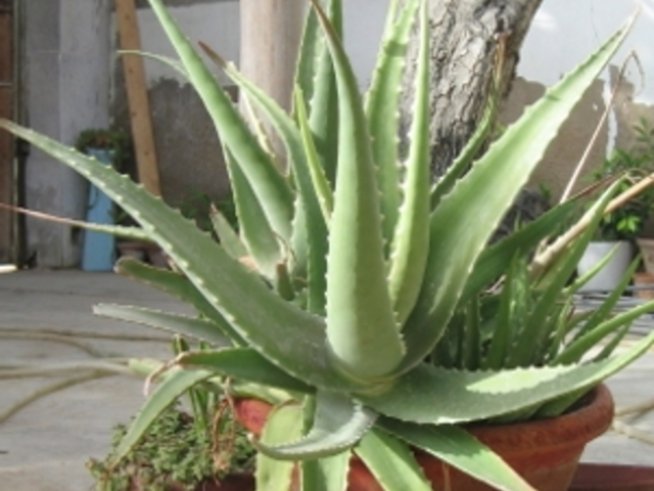 Подмладяваща маска за лице с алое