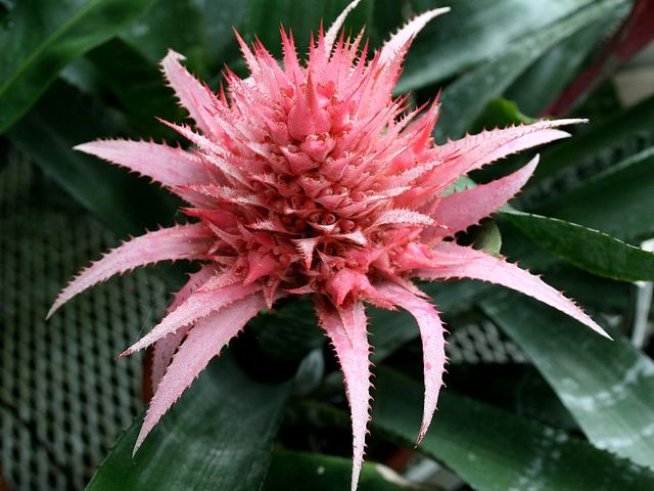 Снимка: Wikimedia Commons