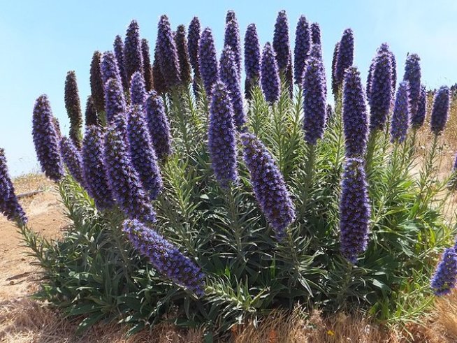 Снимка: wikimedia commons