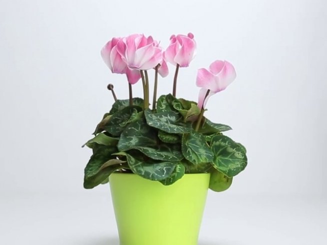 Снимка: Adme.ru