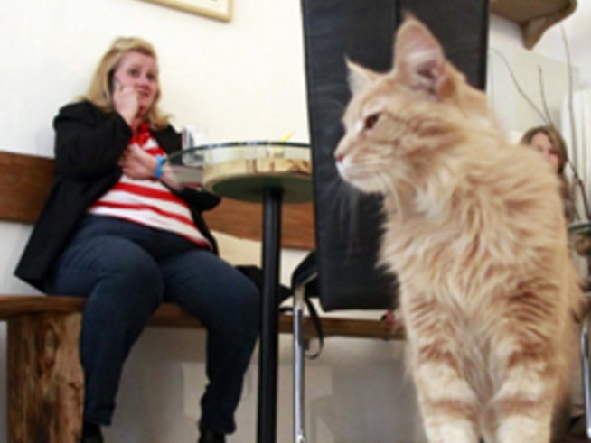 Почистване на космите от домашни любимци вкъщи