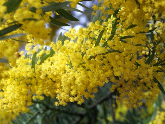 Снимка: wikimedia commons