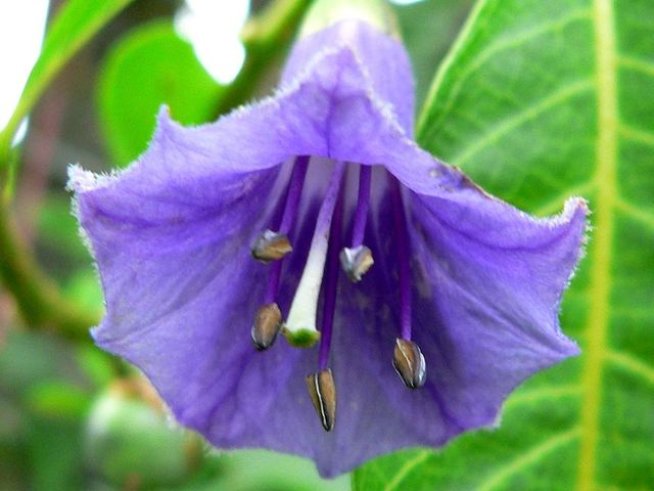 Снимка: Wikimedia Commos