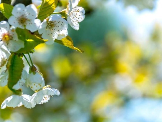 Снимка: pexels