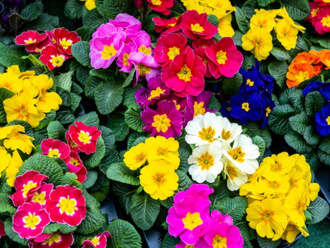 Снимка: istock