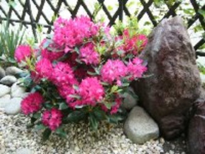 Рододендронът – бижуто във вашата градина