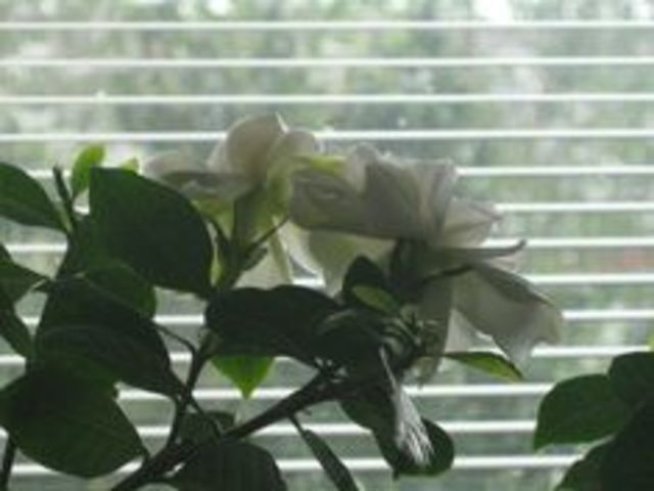 Ароматната съперница на розата