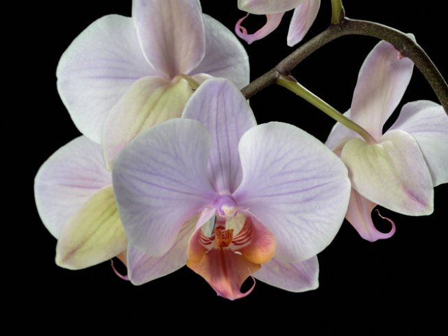 Снимка: freeimages.com