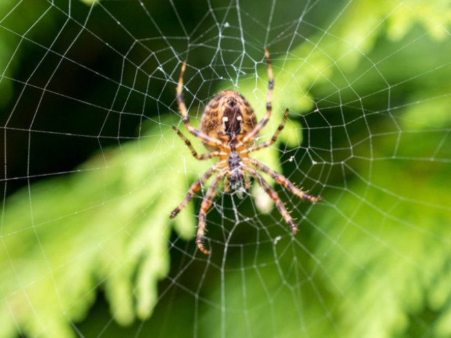 Снимка: istock