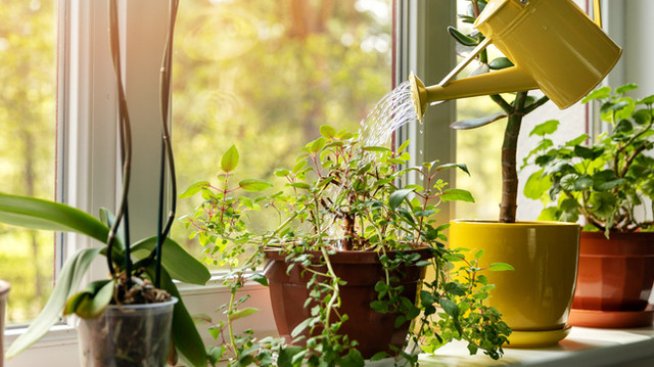 Важно е кога и колко поливаме цветята.Снимка: istock