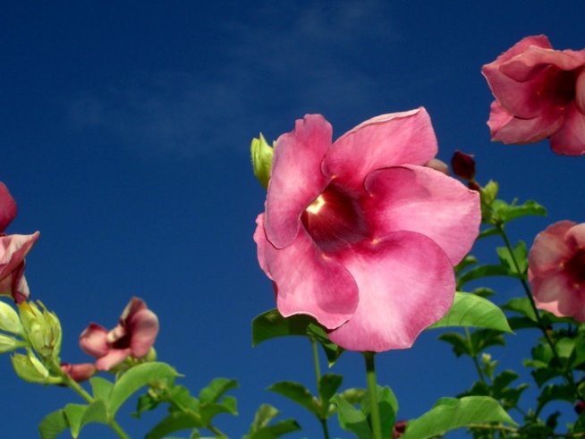 Хибискус. Снимка: Sxc.hu