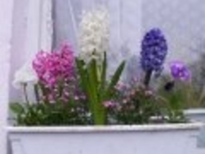 Цветята в нашата градина