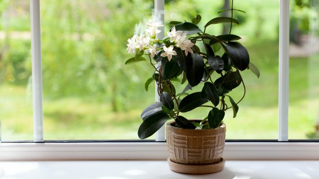 Жасмин. Снимка: iStock