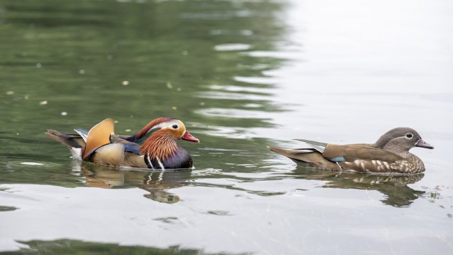 Птици, които носят късмет. Снимка: istock