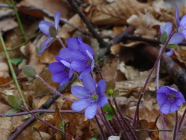 Sms мисли за любовта 