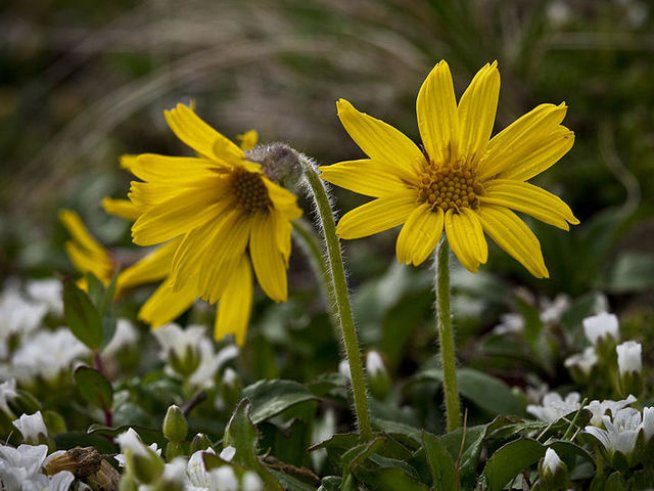 Снимка: Wikimedia Commons