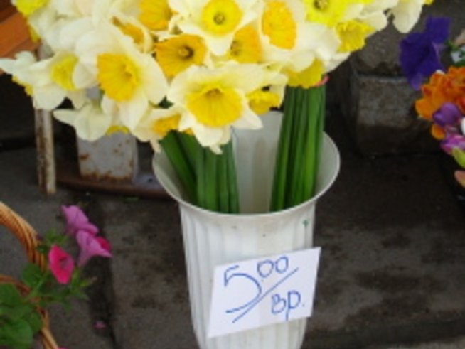 Цветница наближава, да си купим цвете