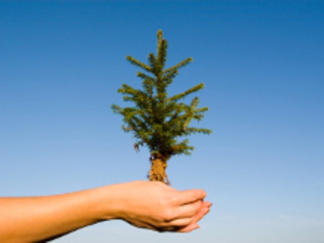 За хората, които няма да украсят коледна елха