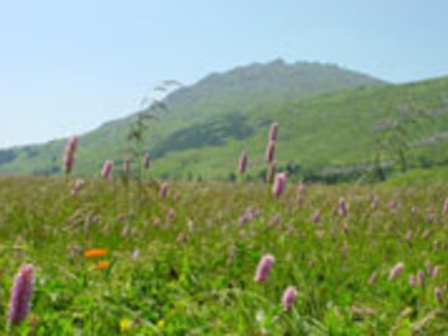 WWF кани на купон на Витоша