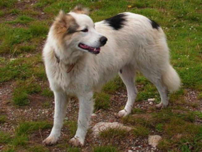 Безсмислието на чипа за кучета