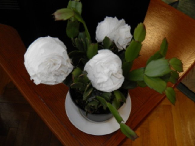 Винаги цъфтящи цветя – илюзия за пролет