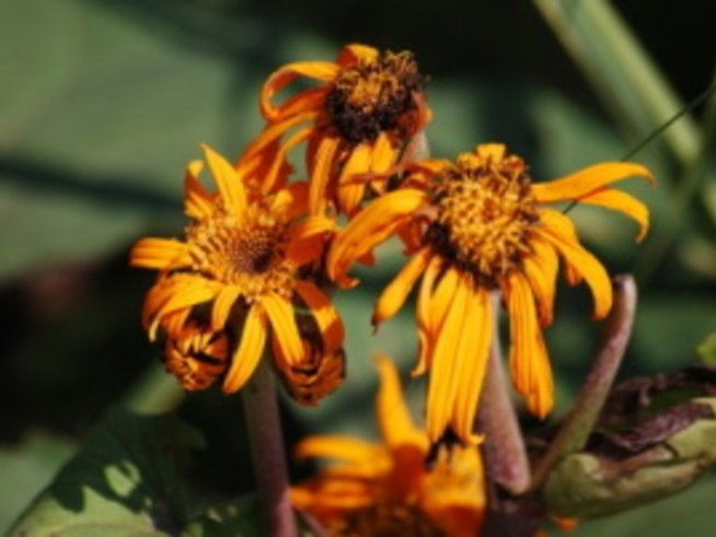 Измислиха букети от мъртви цветя за скарване и развод