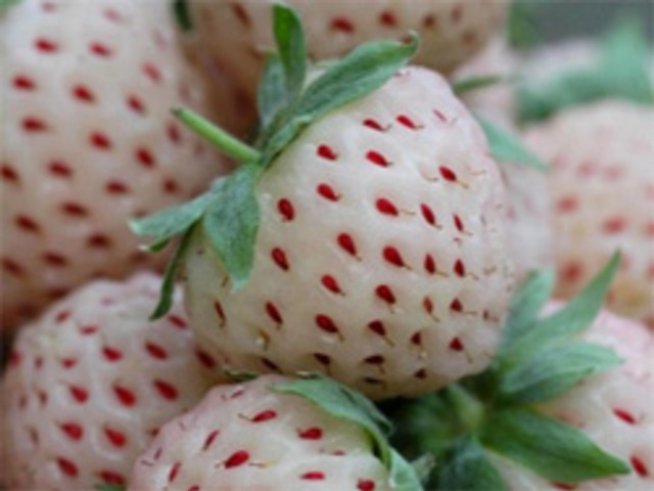 Плодът на 2012 е ананасовата ягода