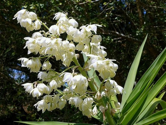 Снимка: wikimedia commons